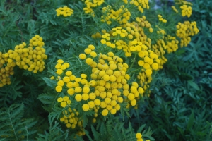 green ferny foliage with clusters of small yellow button like flowers