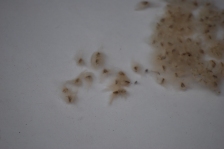 cluster of brown furry seeds from Candle Anemone