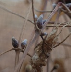 purplish buds of Blue Rock Clematis on branches of vine
