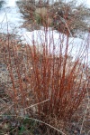 dense cluster of dozens of orange stems of Mockorange shrub