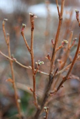 orange branches of wax currant with small leaves beginning to emerge