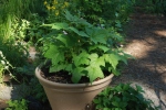 large thimbleberry in tan pot