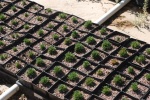 Stonecrop seedlings in pots