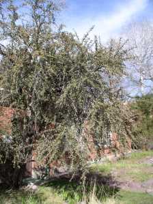 many branched large shrub 